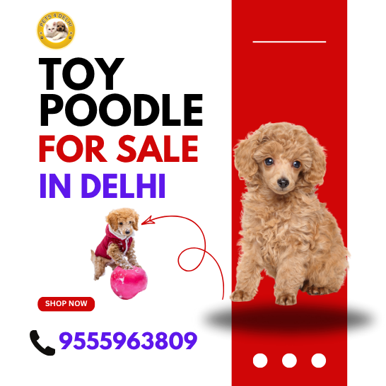 Toy Poodle For Sale in Gurugram
