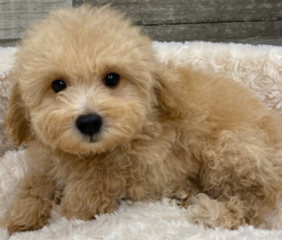 Apricot Toy Poodle Price In Near Me Delhi