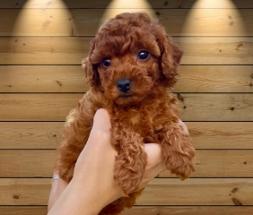 Brown Toy Poodle Price In Near Me Delhi