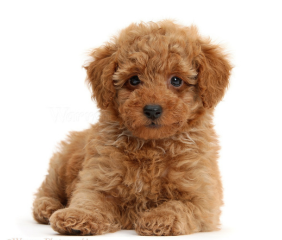 Cute Toy Poodle Puppies Price In Near Me Delhi