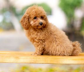 Full Grown Toy Poodle Price In Near Me Delhi