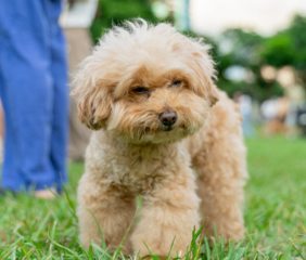 Mini Toy Poodle Price In Near Me Delhi