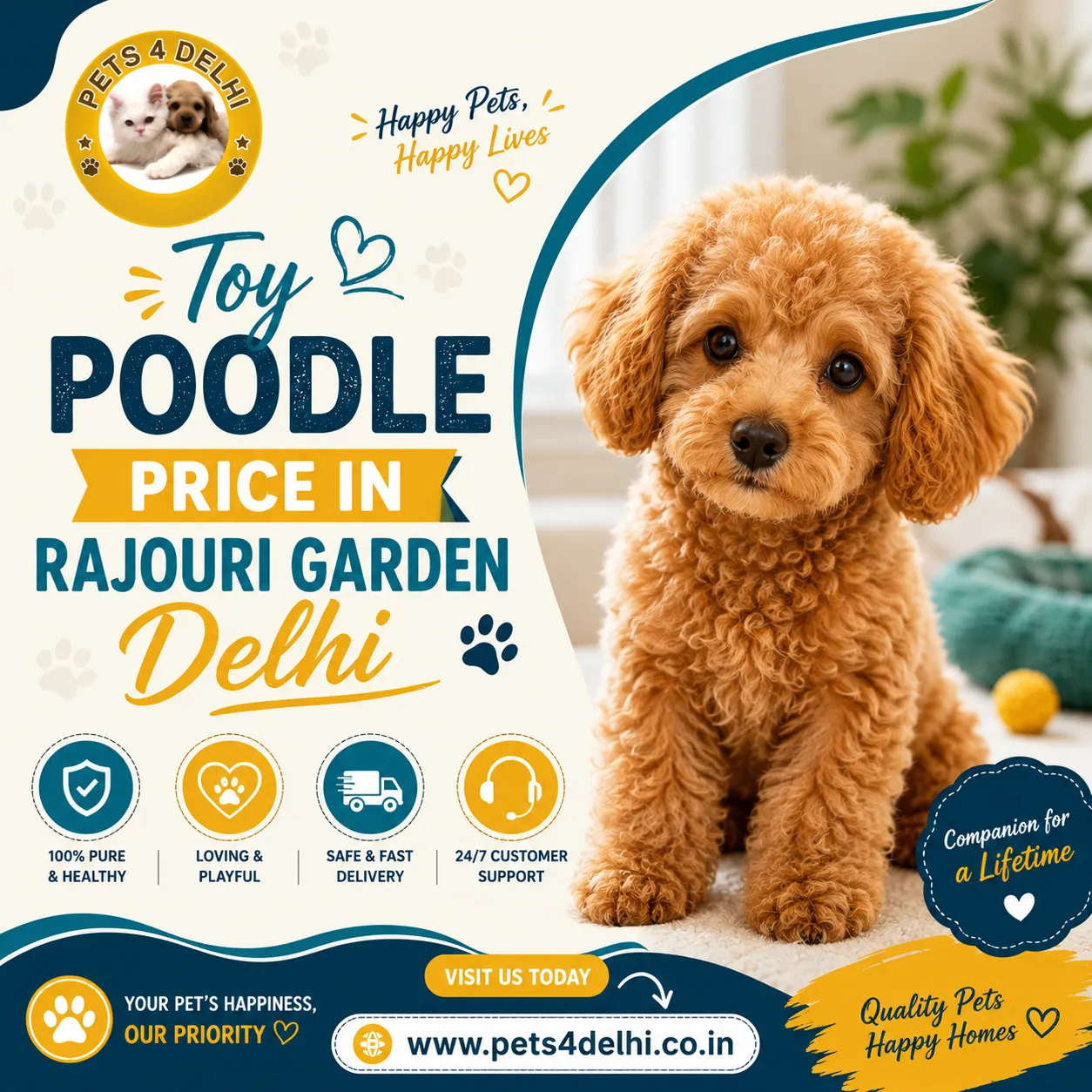 Toy Poodle Price in Rajouri Garden Delhi