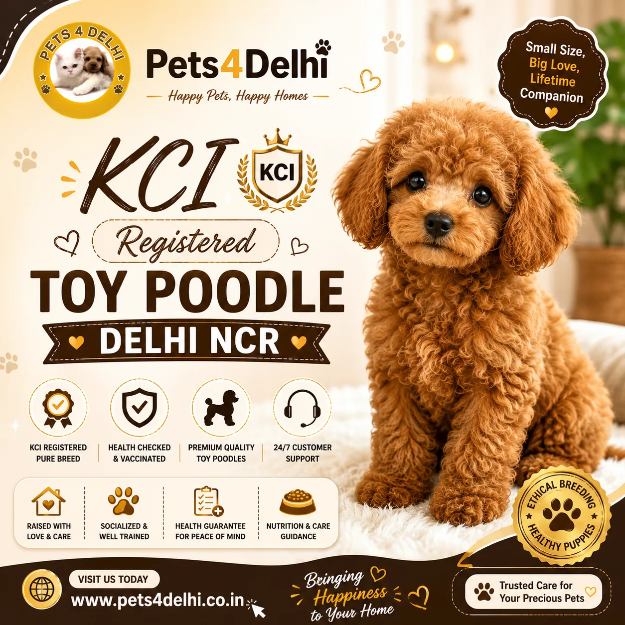 KCI Registered Toy Poodle Delhi NCR