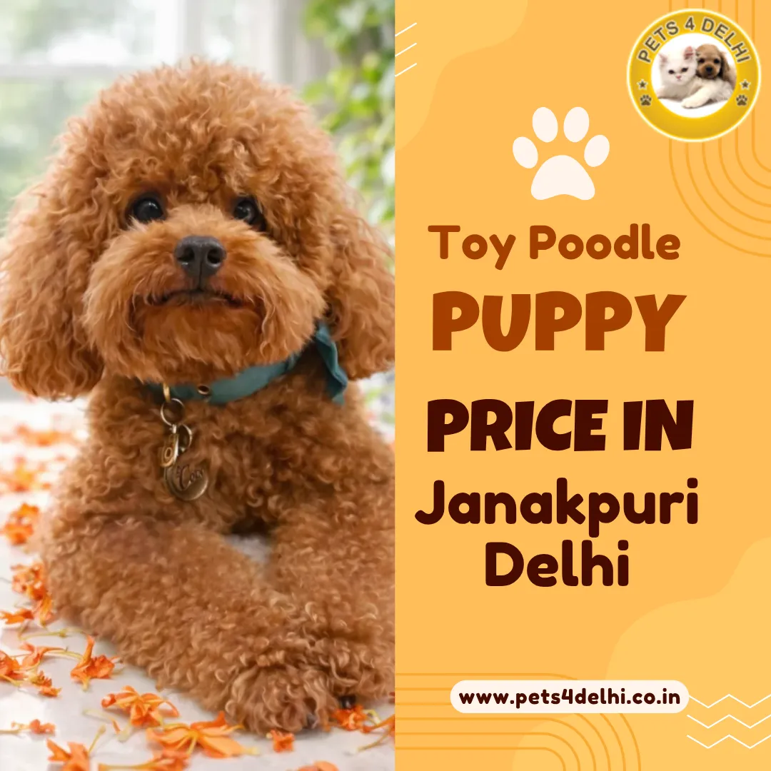 Toy Poodle Puppy Price in Janakpuri Delhi