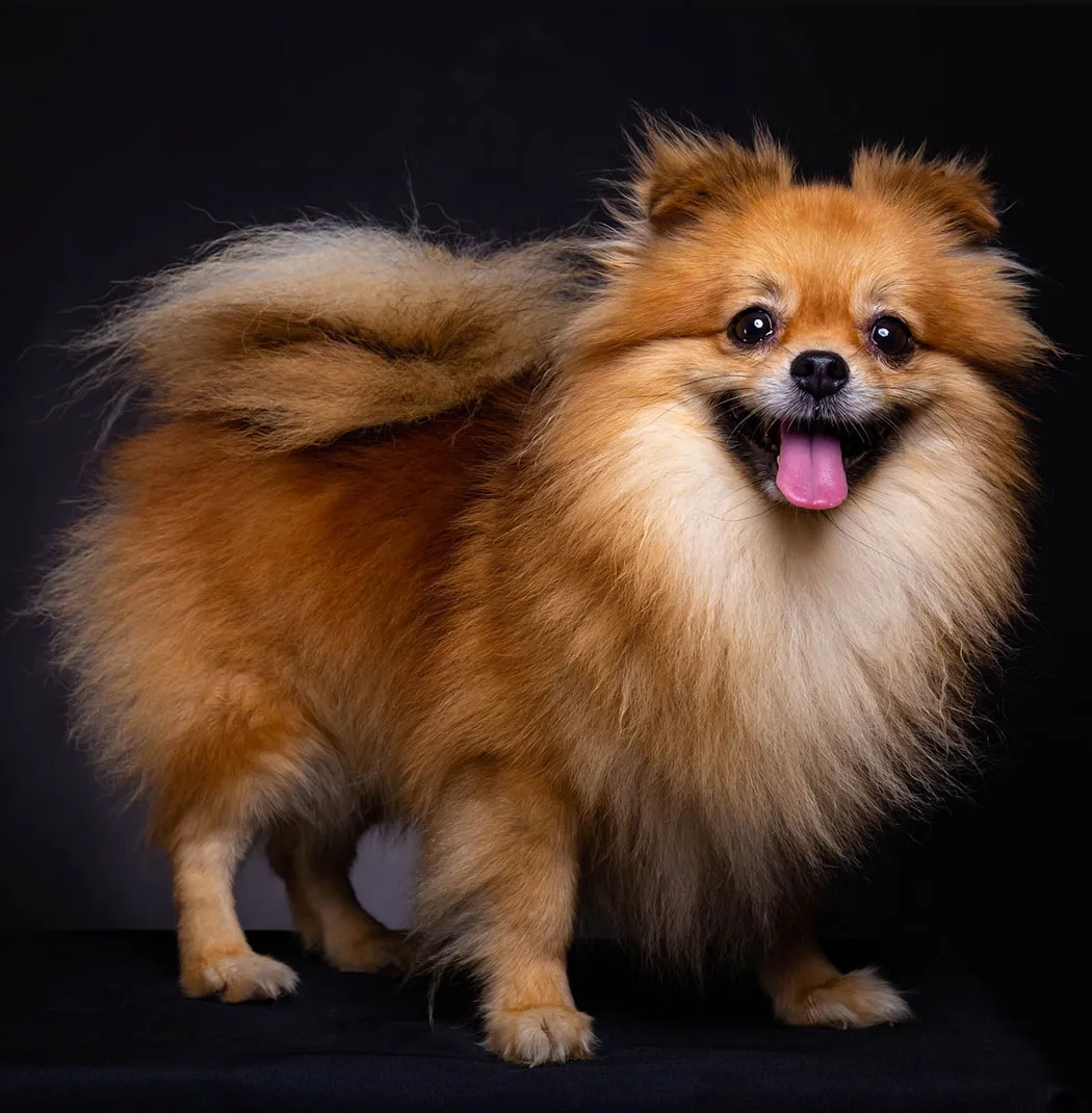 Culture Pomeranian