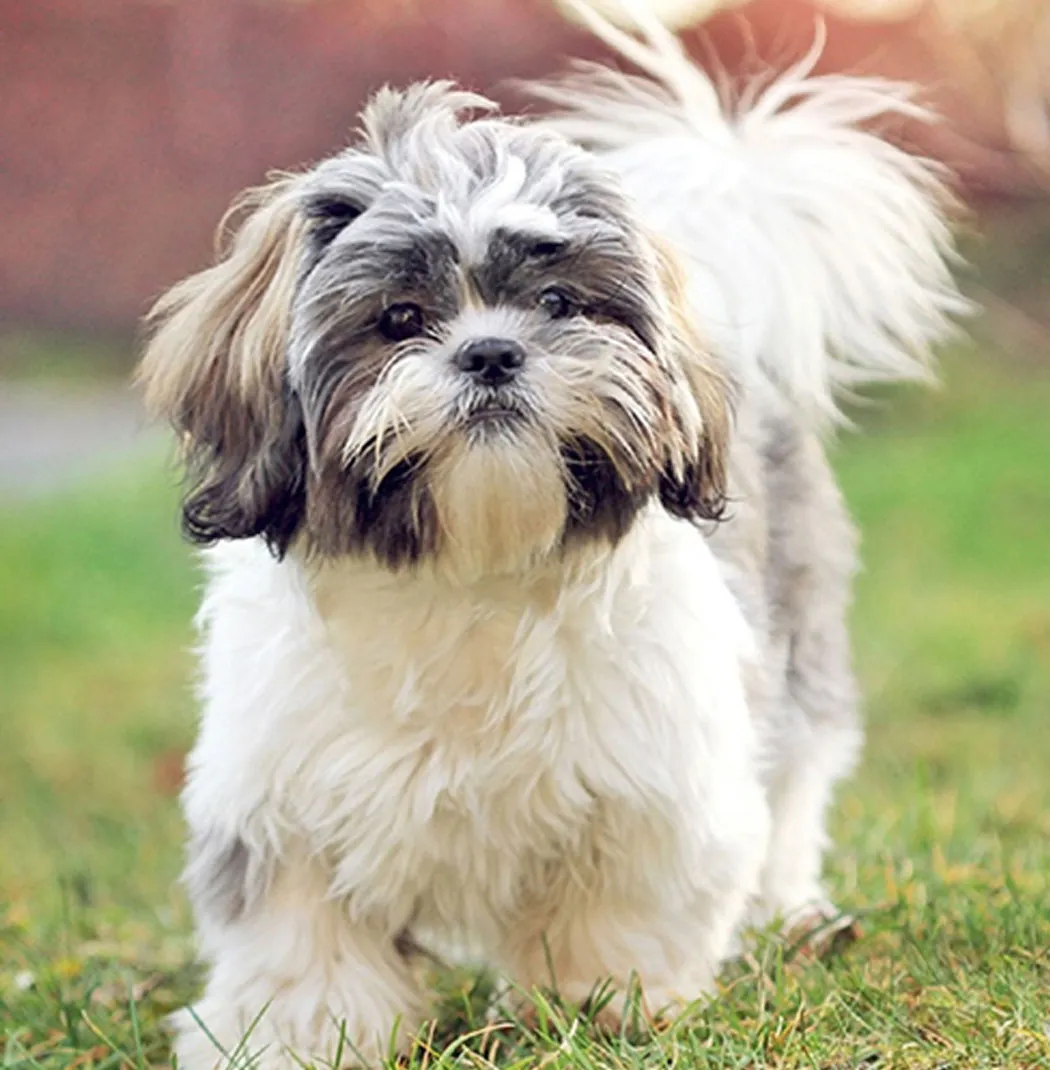 Shih Tzu