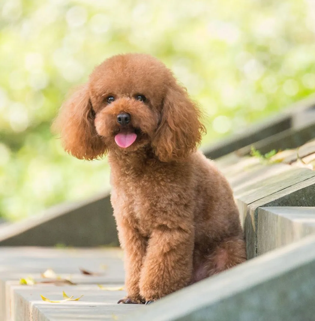 Toy Poodle