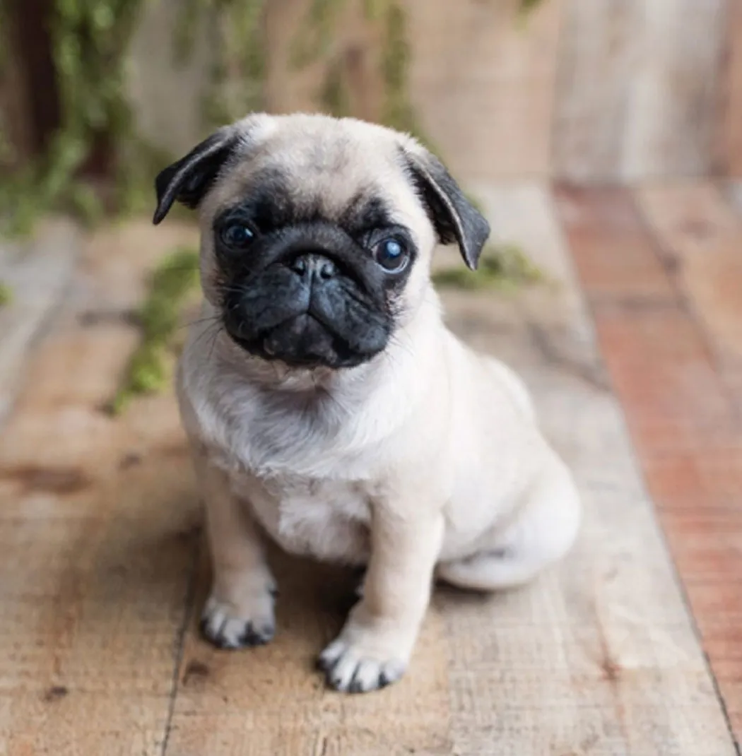 Pug