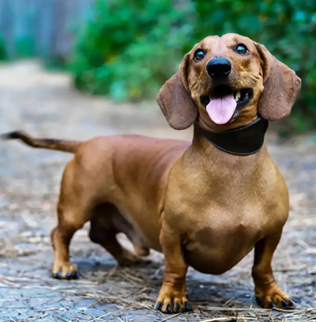 Dachshund