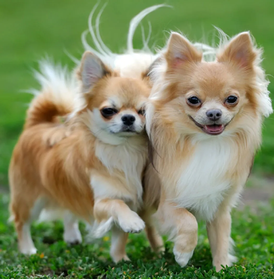 Chihuahua