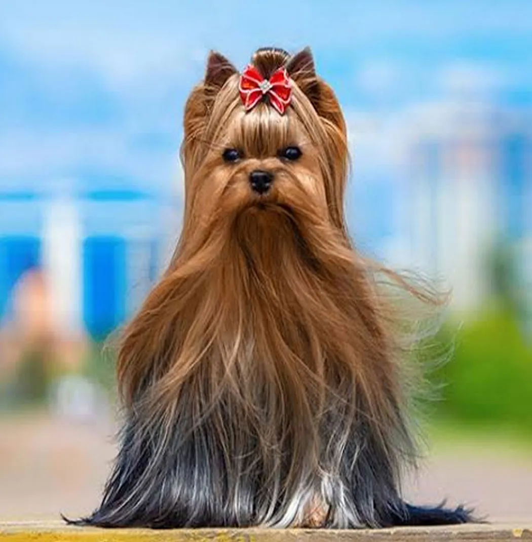 Yorkshire Terrier