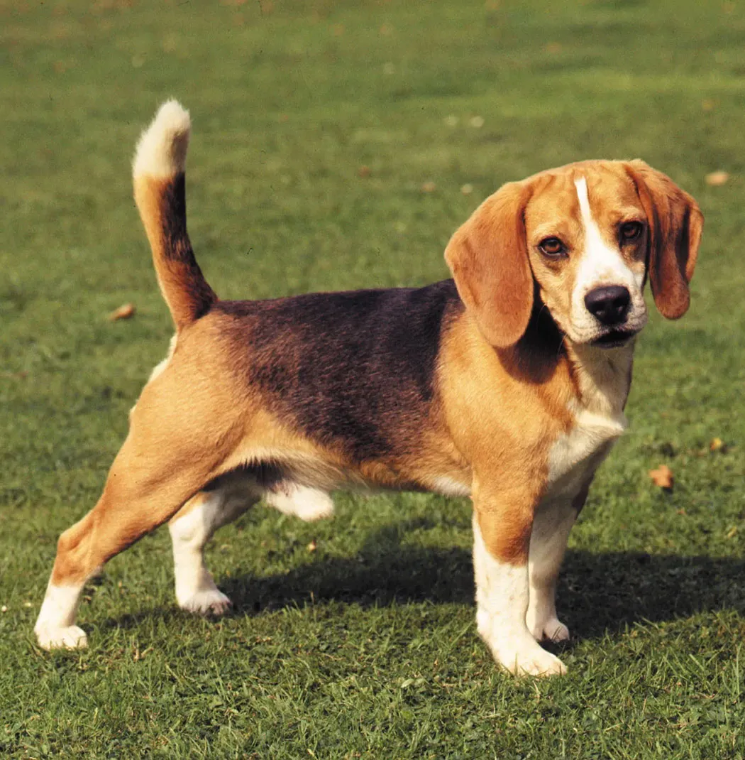 Beagle