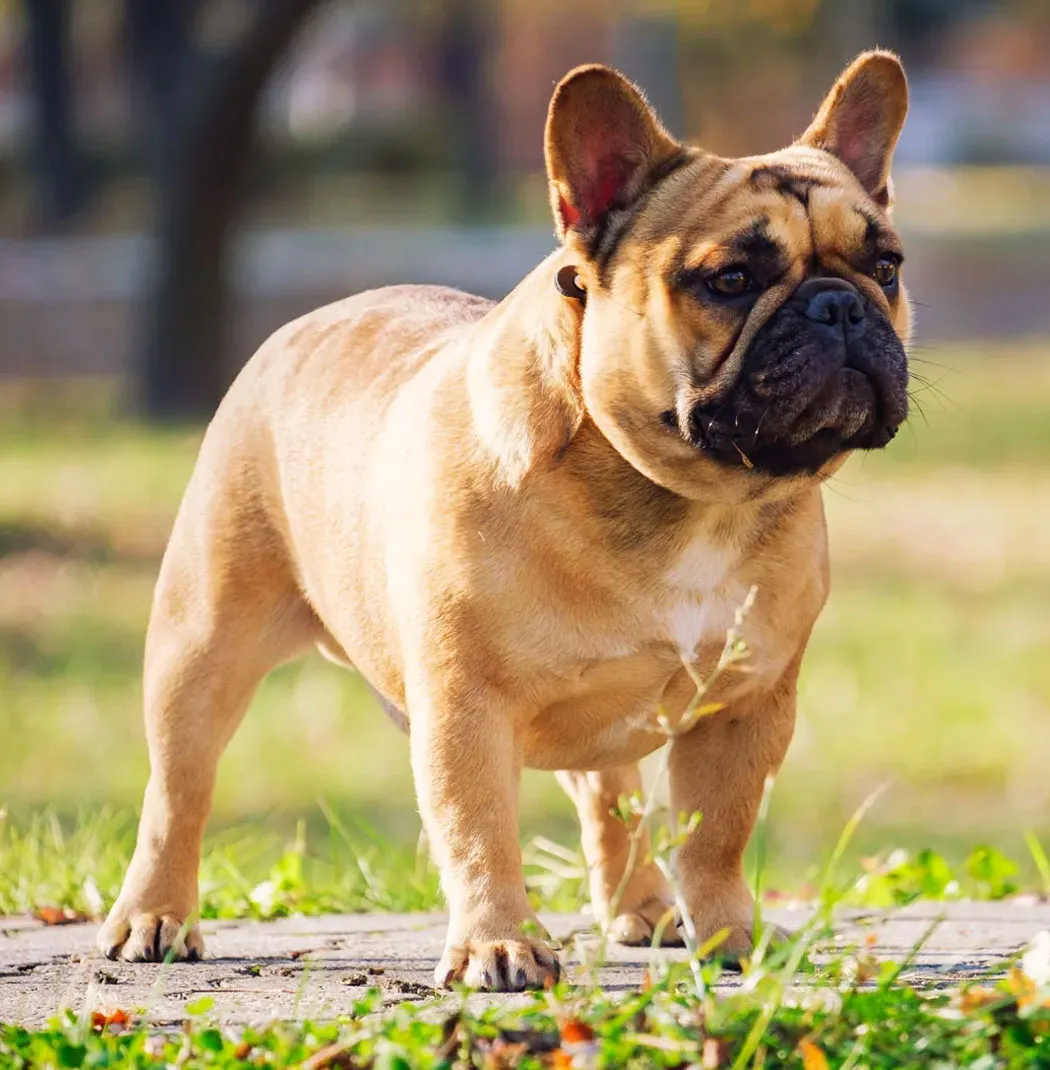 French Bulldog