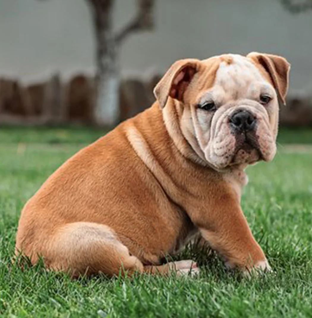 English Bulldog