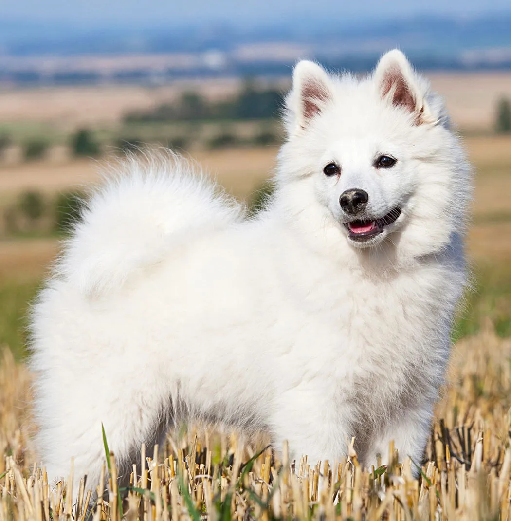 German Spitz