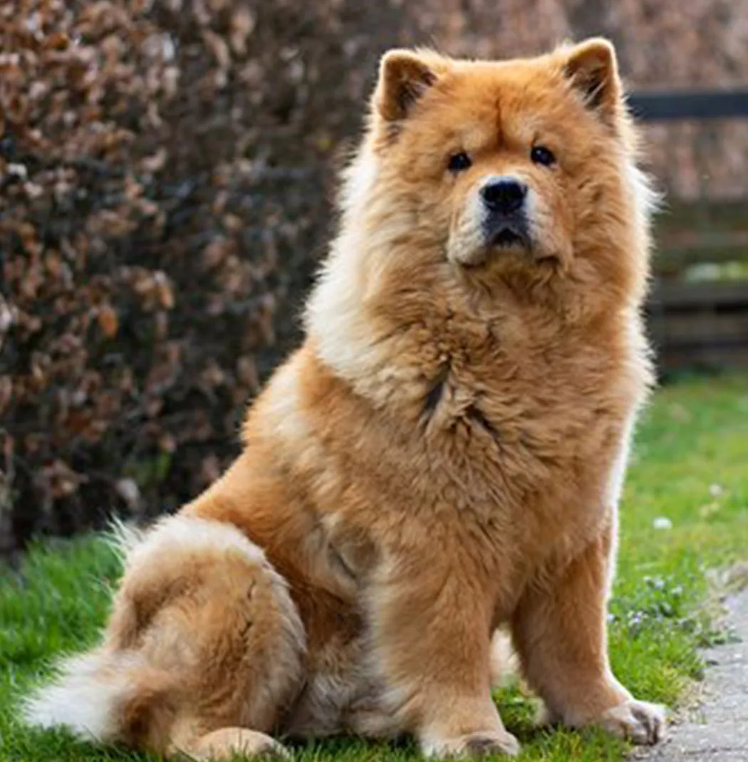 Chow Chow