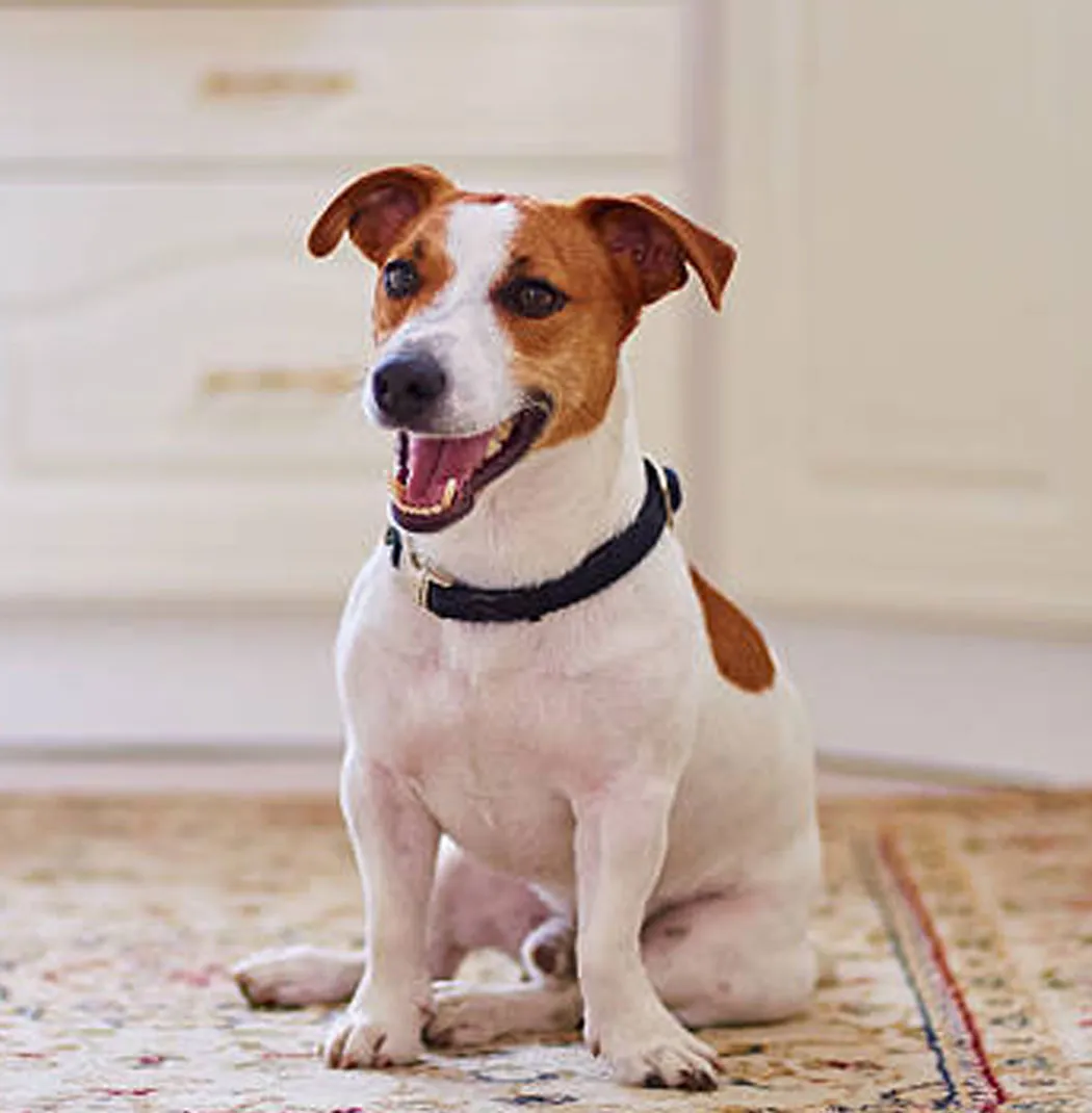 Jack Russell Terrier