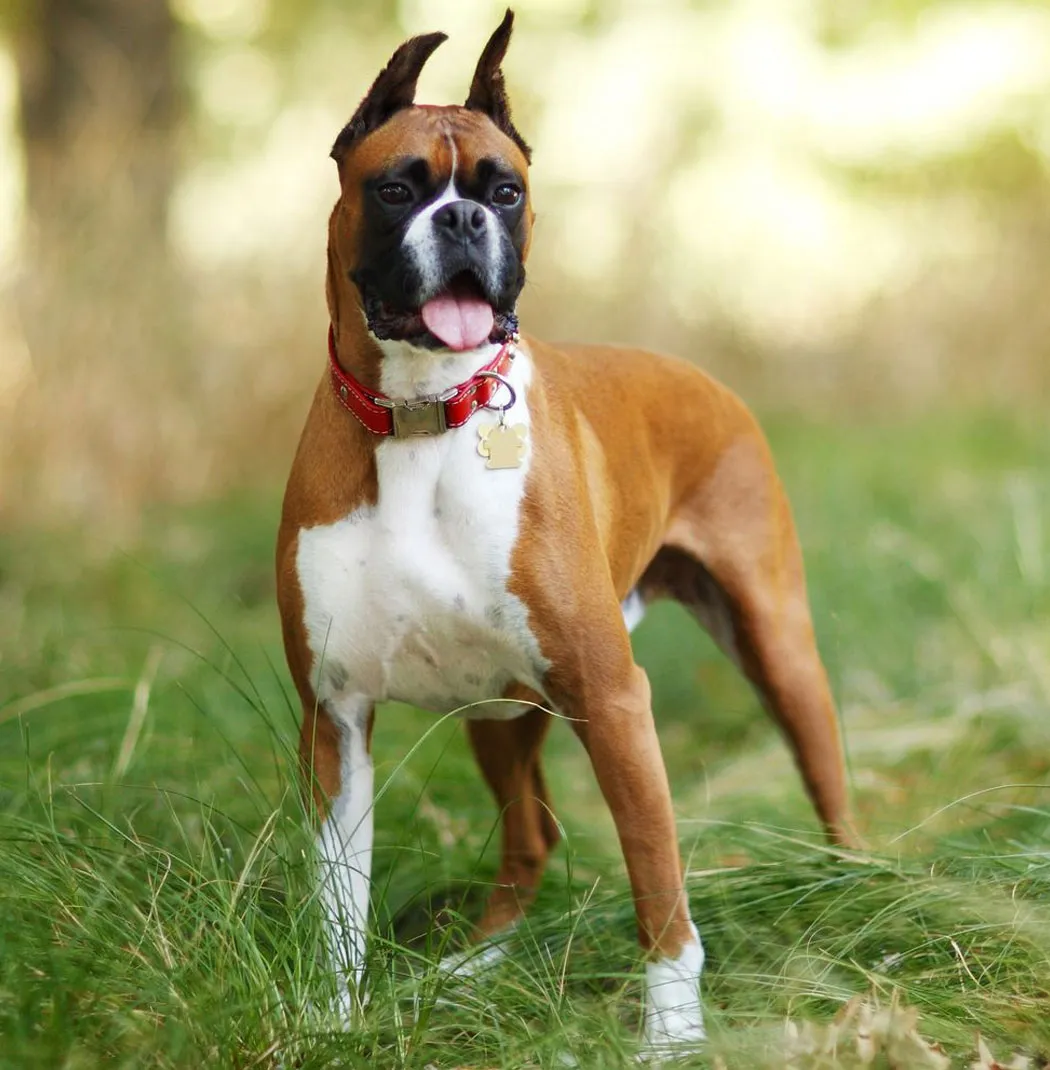 Boxer