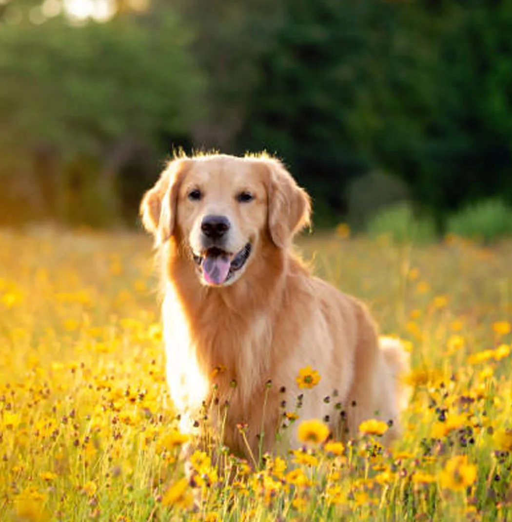 Golden Retriever