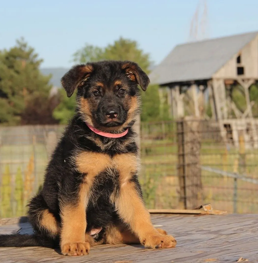 German Shepherd