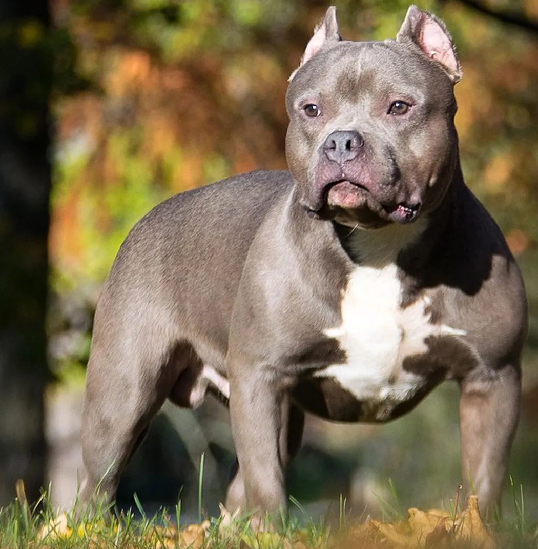 American Pit Bull