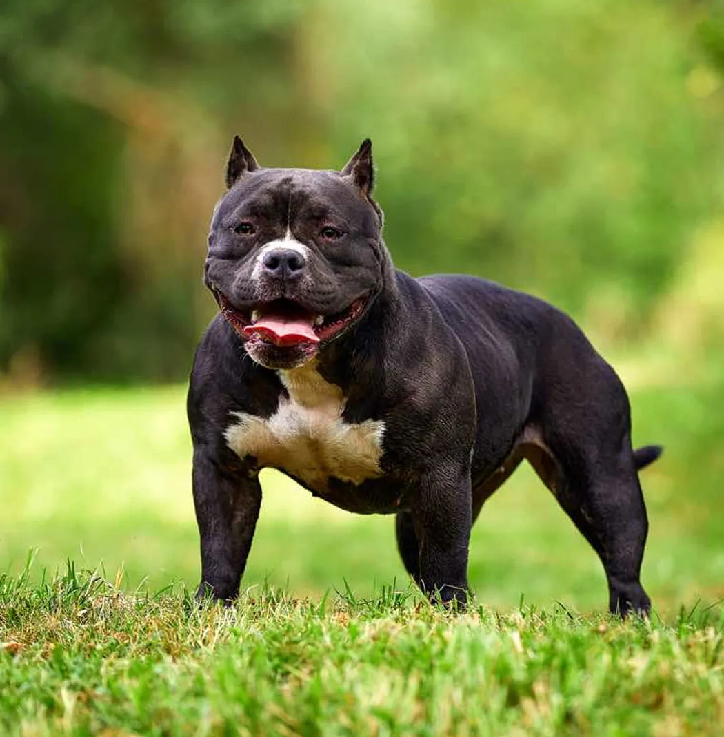 American Bully