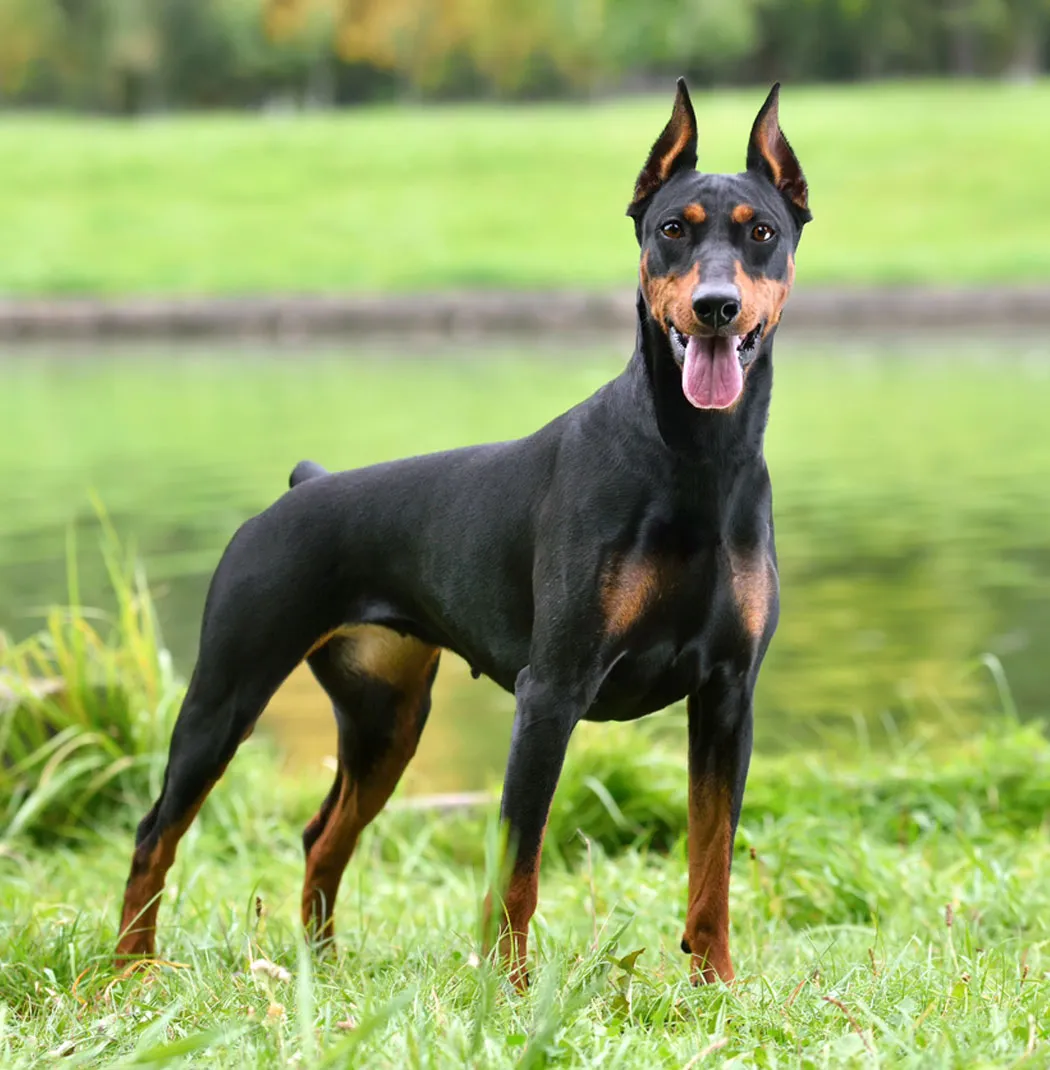 Doberman