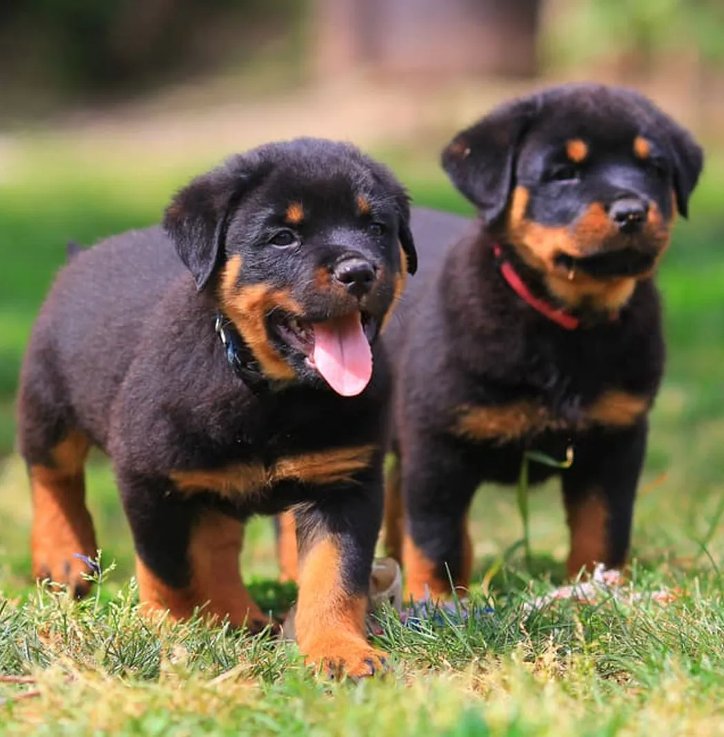 Rottweiler