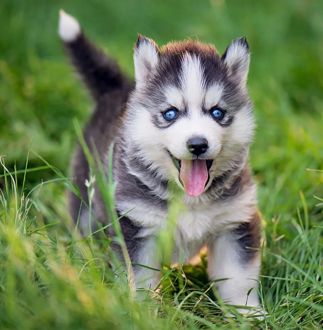 Siberian Husky