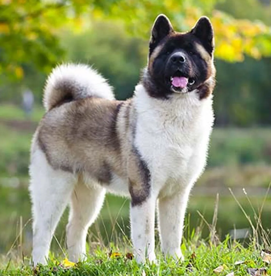 American Akita
