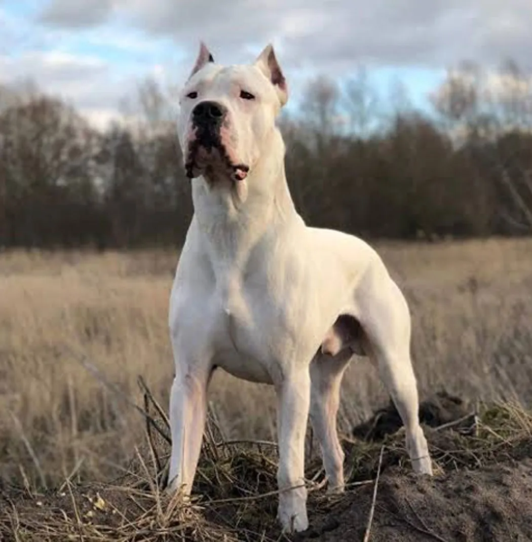 Dogo Argentino