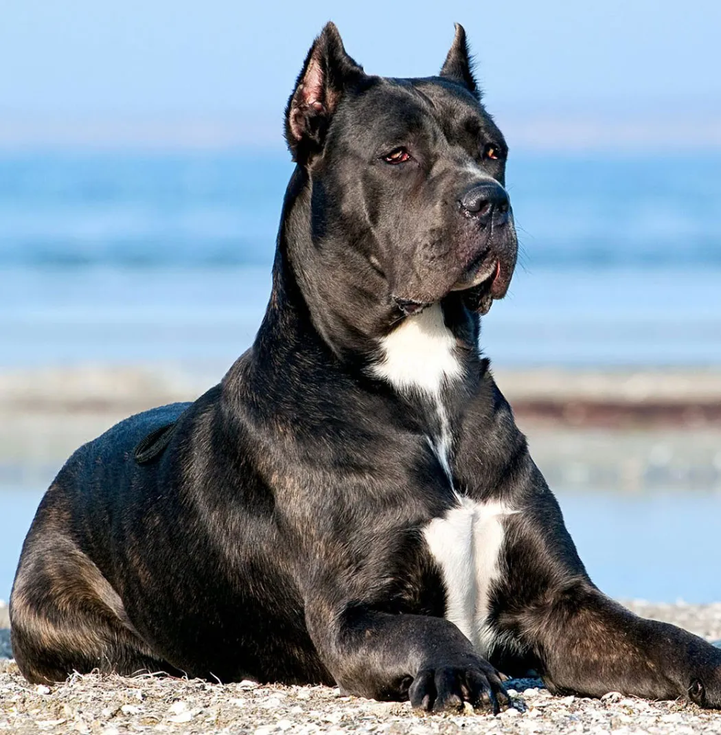 Cane Corso