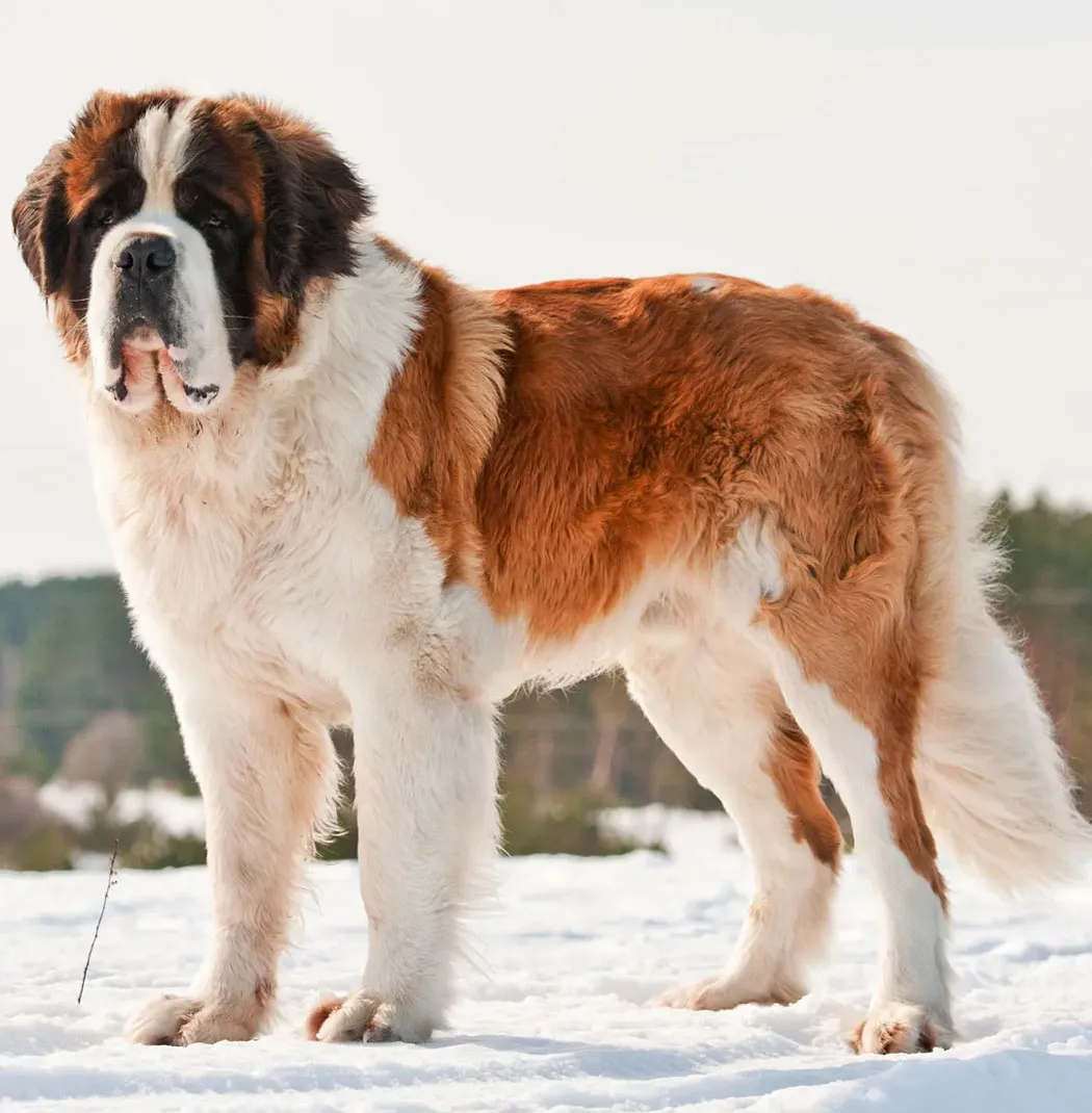 Saint Bernard