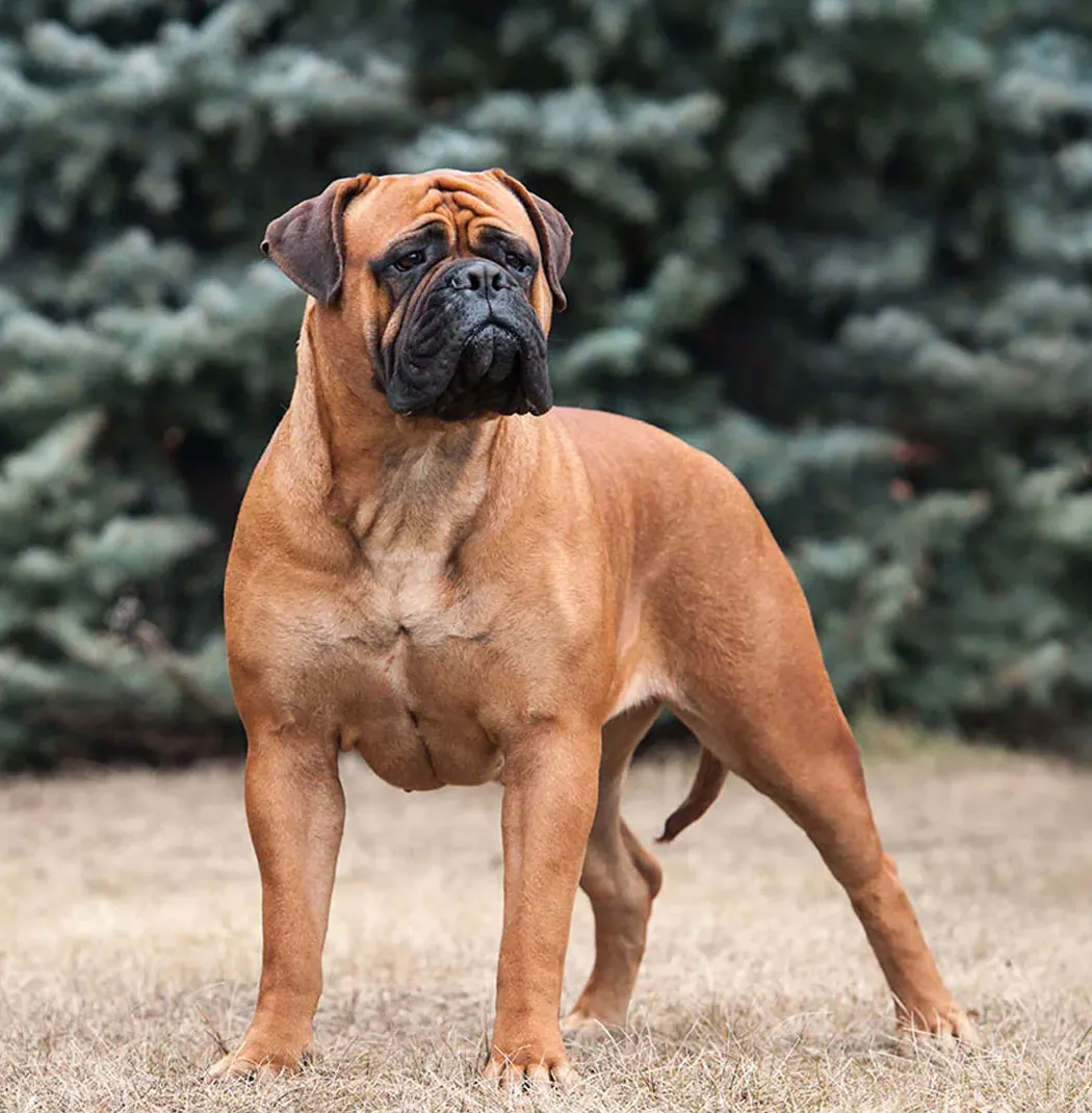 Bull Mastiff