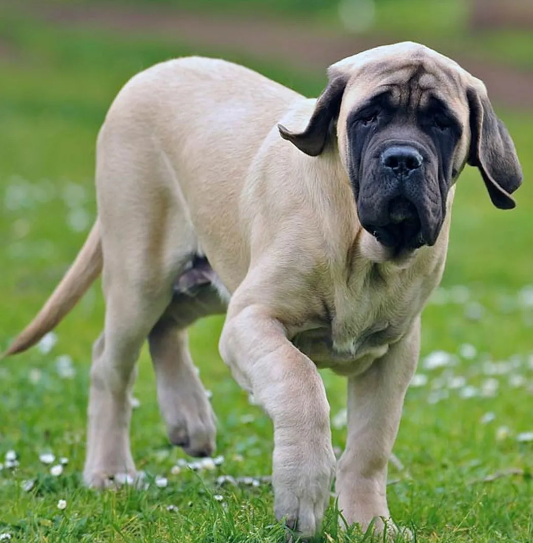 English Mastiff