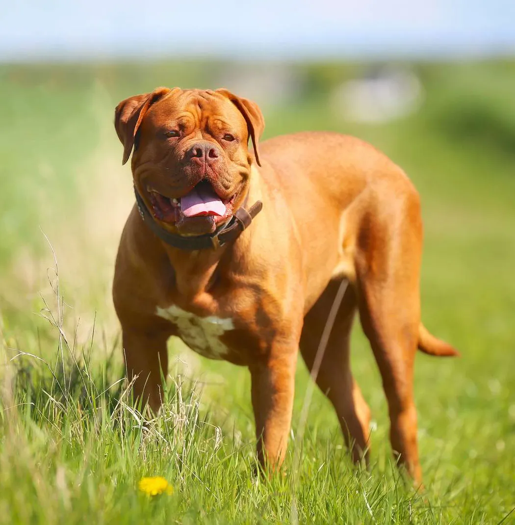 French Mastiff