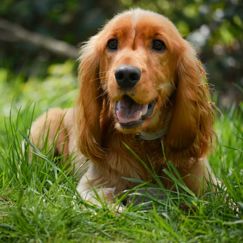 English Cocker Spaniel Puppies