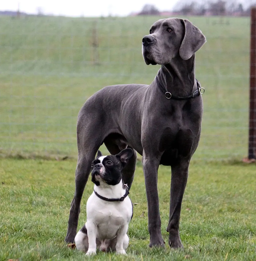Great Dane