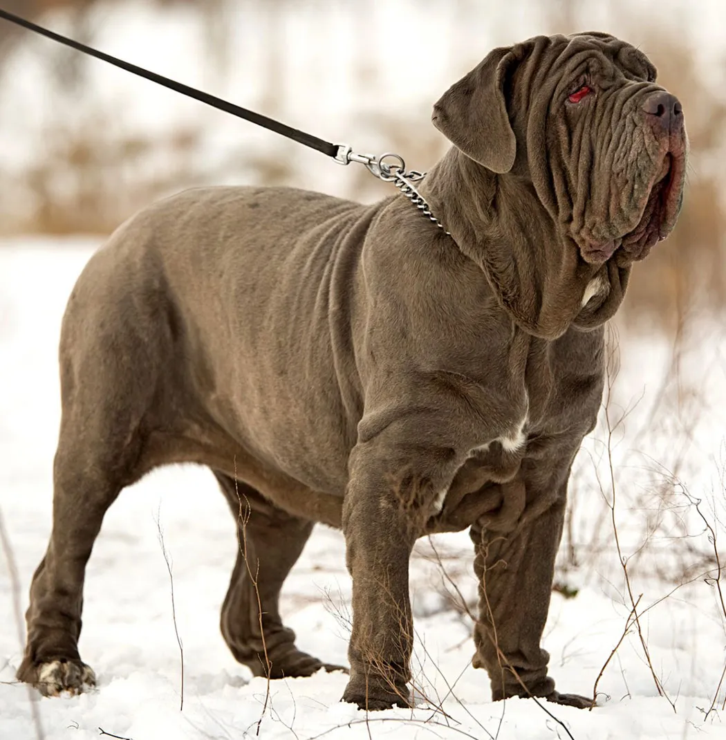Neapolitan Mastiff