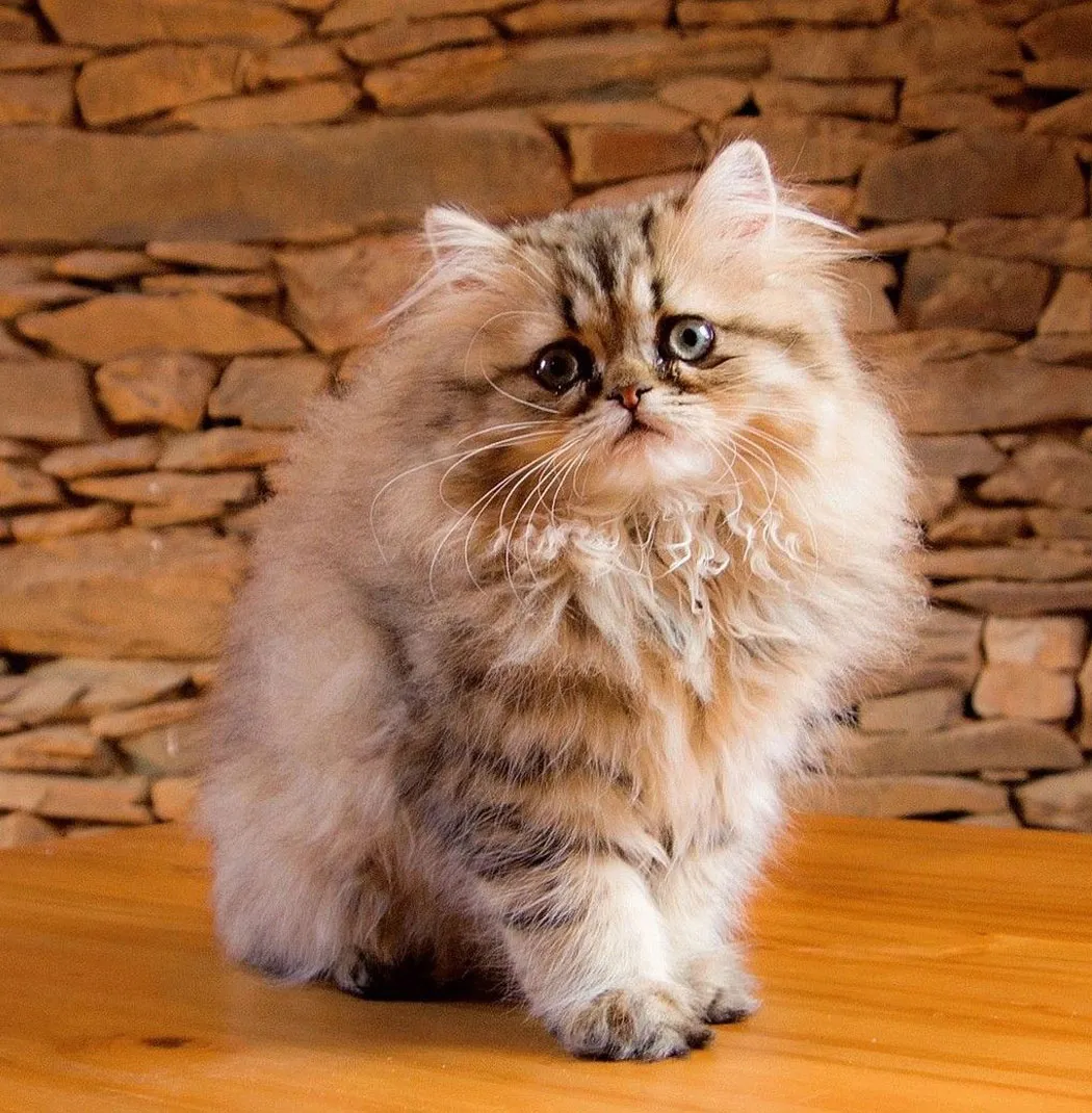 Persian Cat