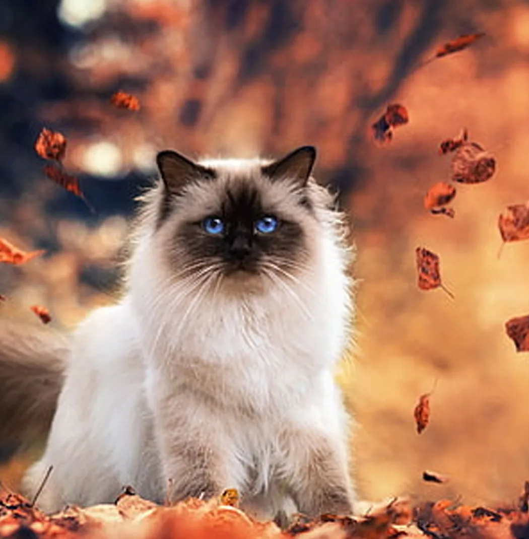 Himalayan Cat