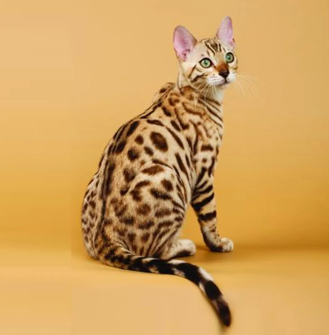 Bengal Cat