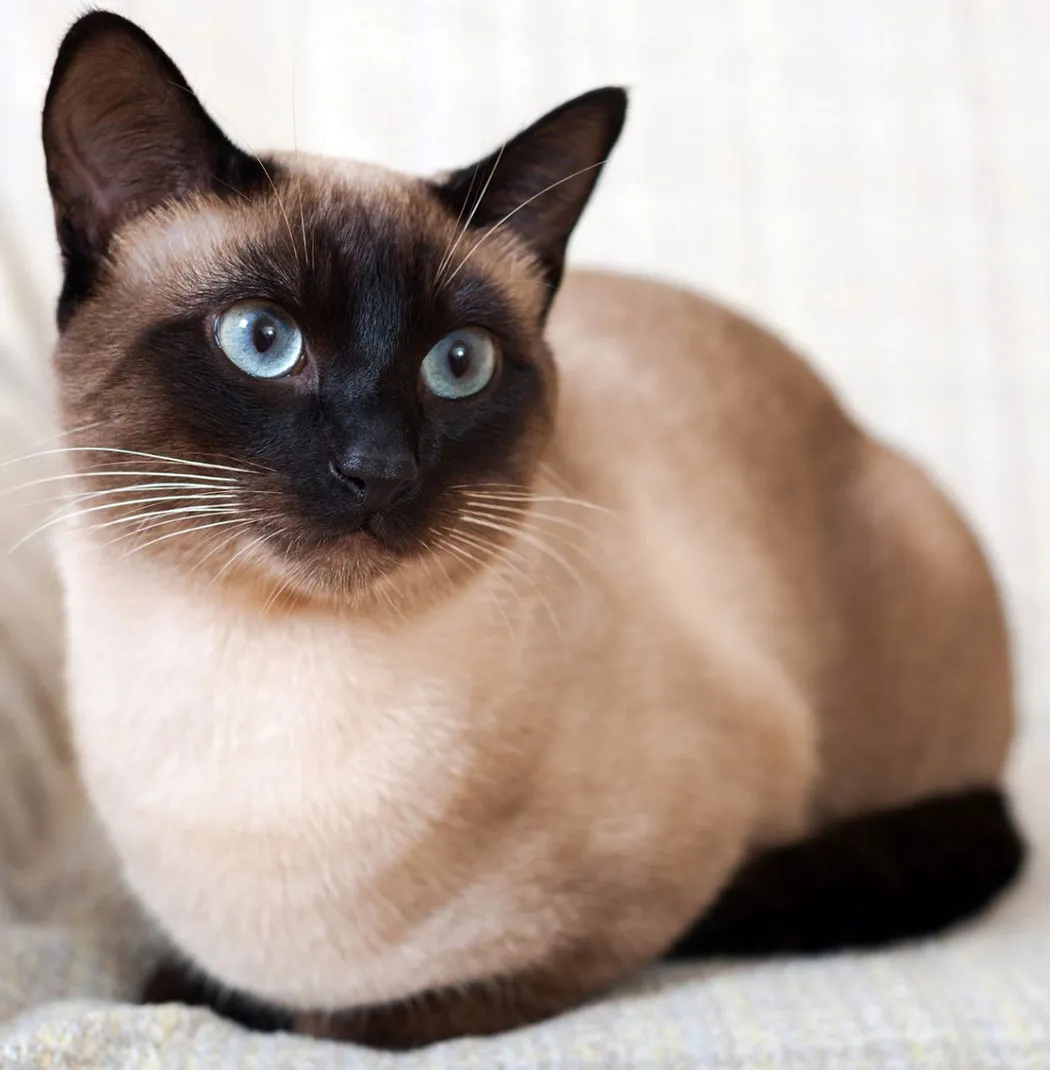 Siamese Cat