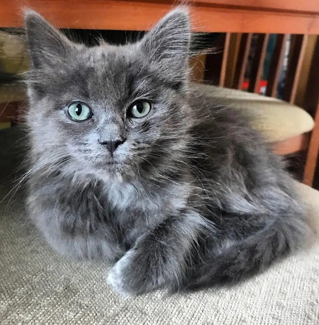 Russian Blue