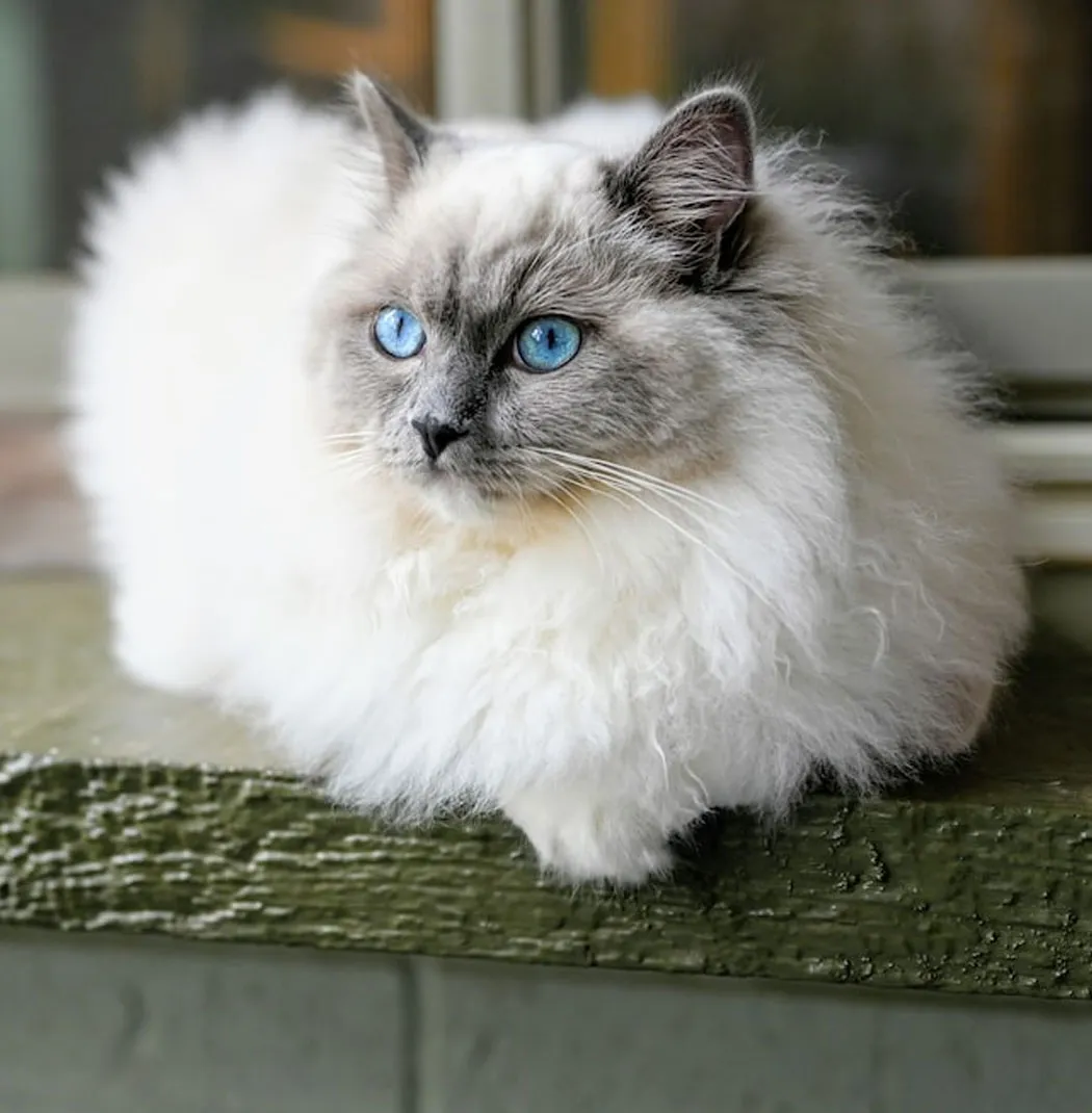 Ragdoll Cat
