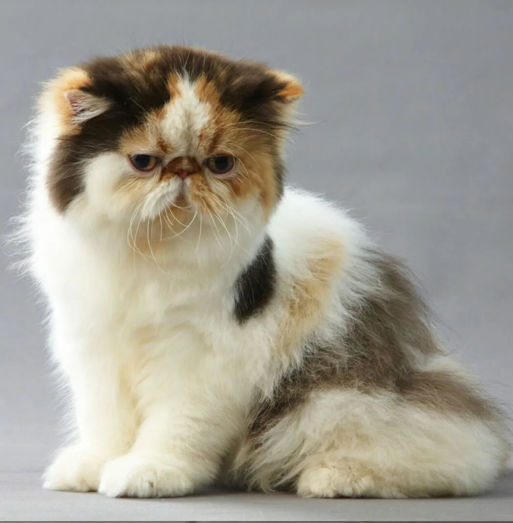 Calico