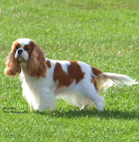 Cavalier King Charles Spaniel