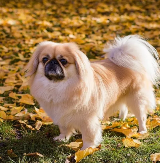 Pekingese