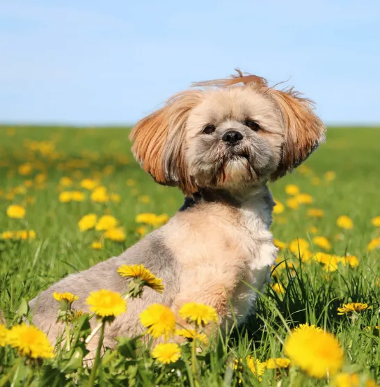Lhasa Apso